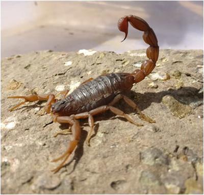 Biochemical and Proteomic Characterization, and Pharmacological Insights of Indian Red Scorpion Venom Toxins